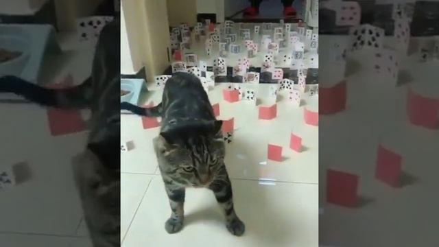 Всеми любимые ниндзя