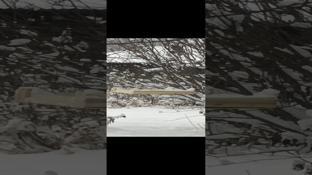 "СМОТРИ, КАКАЯ КРАСОТА" (репортаж из заснеженной Сибири) 1000036075.mp4