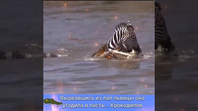 ВЫРВАВШИСЬ из ЗУБОВ ЛЬВИЦЫ Она УГОДИЛА в ПАСТЬ... КРОКОДИЛА