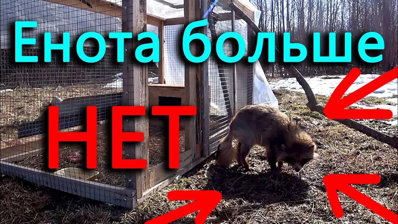 Свободу Еноту! Вода поднялась очень высоко! Он не хочет уходить!