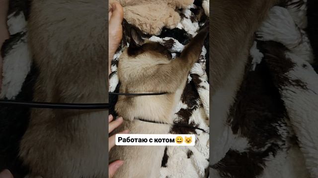 Работаю с котом 😄😄