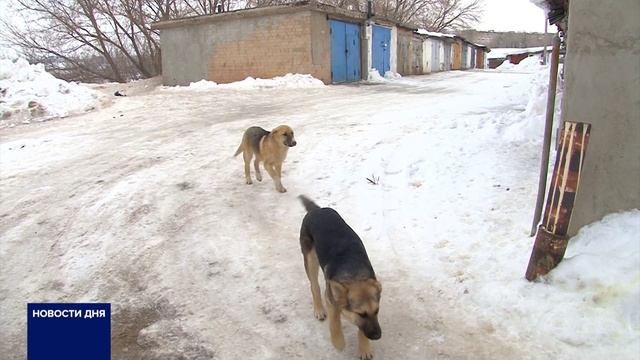 ОРЕНБУРГСКИЙ ДЕПУТАТ ПРЕДЛОЖИЛ ПРИРАВНЯТЬ БРОДЯЧИХ СОБАК К ОХОТНИЧЬИМ РЕСУРСАМ