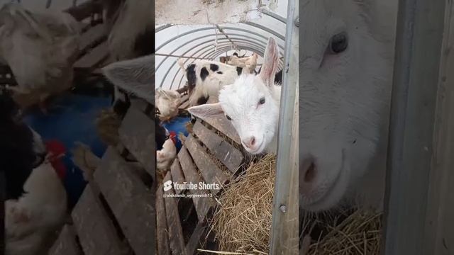 Здравствуйте мое подчение