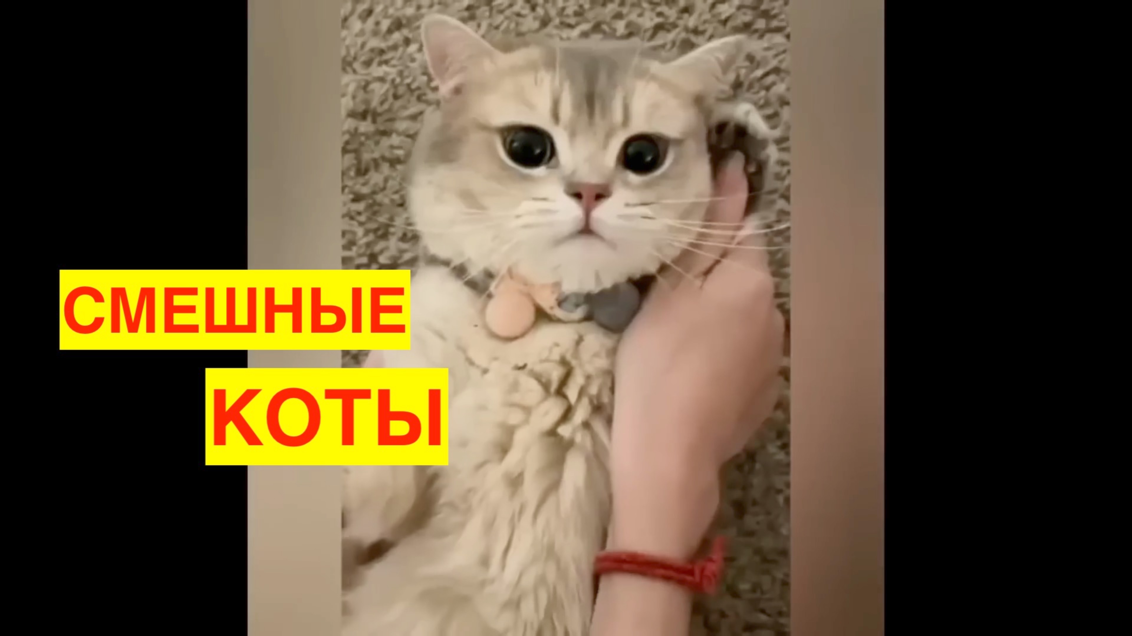 СМЕШНЫЕ КОТЫ! ПОДБОРКА -1. КОТИКИ. ПРИКОЛЫ.