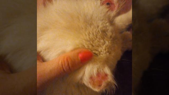 Белый красавчик Лорд