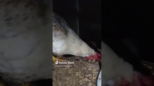 Курочка по зёрнышку клюёт