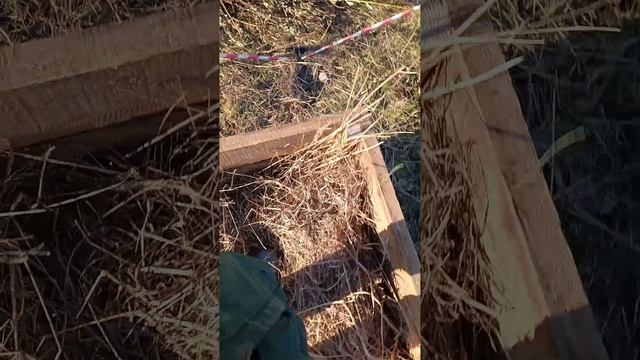 наша первая теплая грядка:))