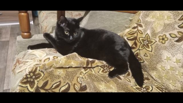 Кошка-фотомодель