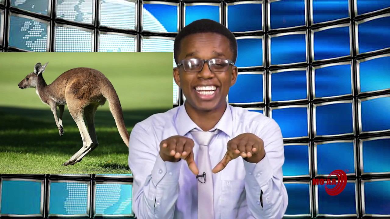 MO'AA TV: "Hojii hojjechuun maaliif barbaachise ?" Darg. Wandimmaagany Uddeessaa tiin.