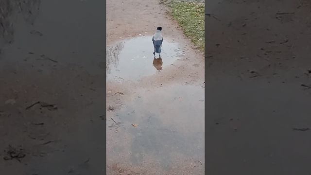 Ворона и булка