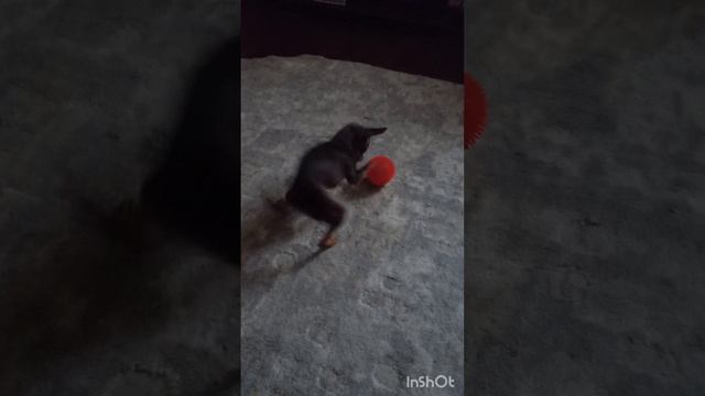 мои любимки