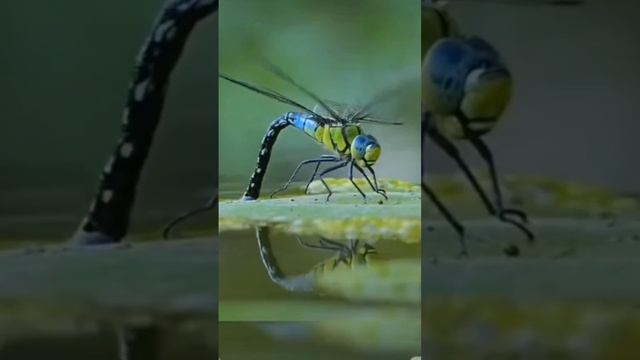 Сверчки бабочки букашки
Читает автор