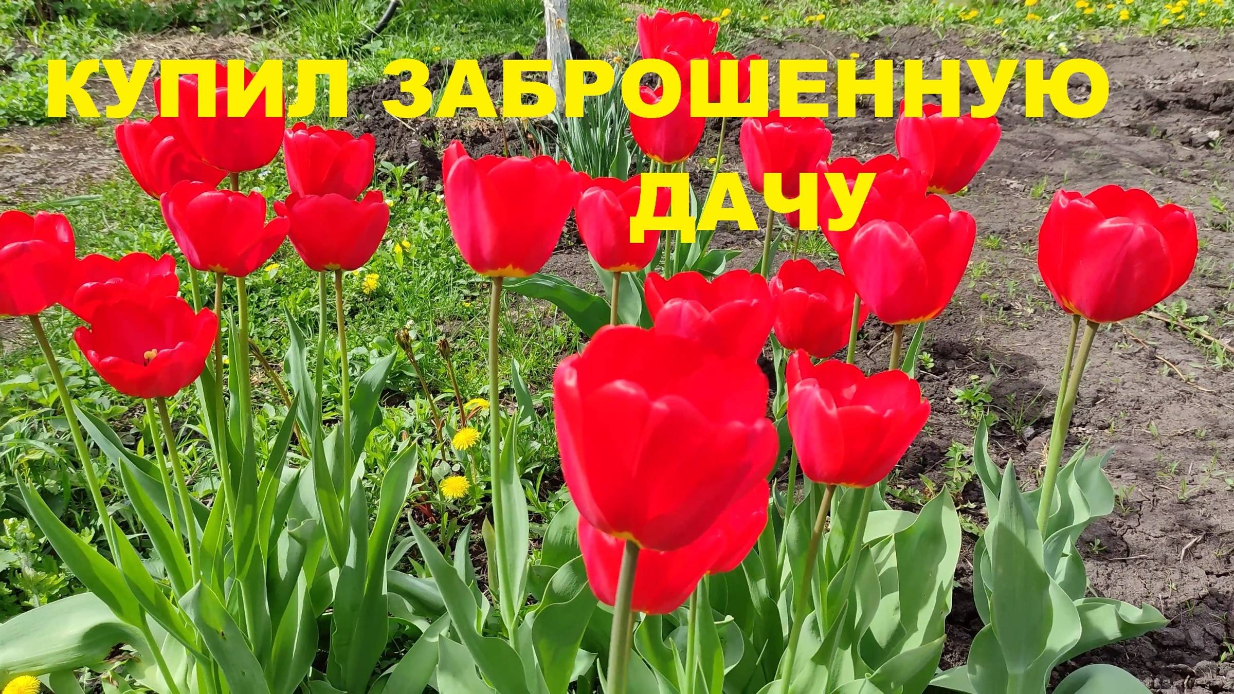 Купил заброшенную дачу. Что сделал за год
