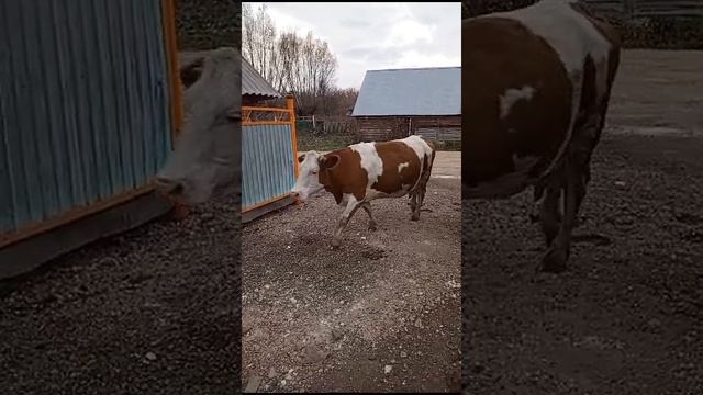 Домашние блогеры серия 31