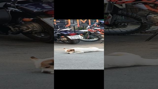 поползновение Чижика
