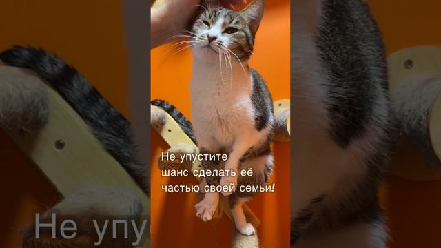 Кошка Пихта ищет дом!
