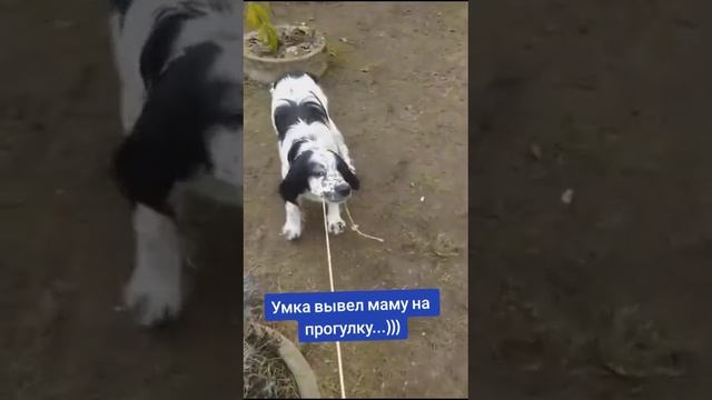 Умка вывел маму на прогулку...)))