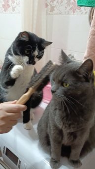 Разговор котика Барсика и хозяйки о её любви к кошечке Дарси кого она больше любит?