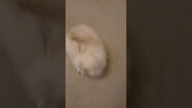 1000068714.mp4