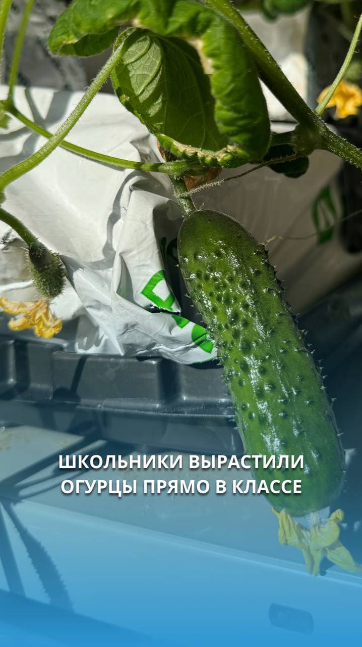 Школьники вырастили огурцы прямо в классе #shorts