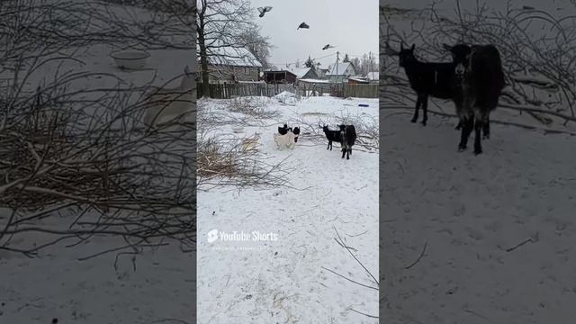 Детский сад на прогулке