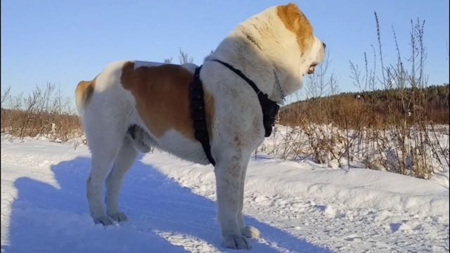 Ура, снег! Приглашаем на прогулку с собаками питомника УСАДЬБА КАРХУЛА