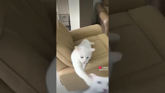 Like_7441664160156298997.mp4