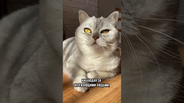 Тайны кошачьего разума, о которых вы не догадались