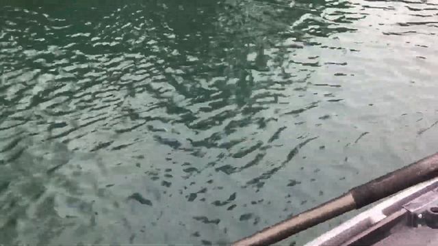 Kenai River Silvers with The Fly Project 2
