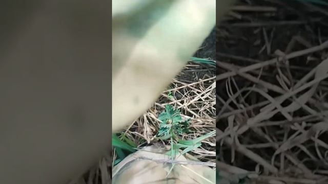 Находка Просто ТОП! Отпала челюсть! #коп #xp #клад #копмонет #копновое #история #находка