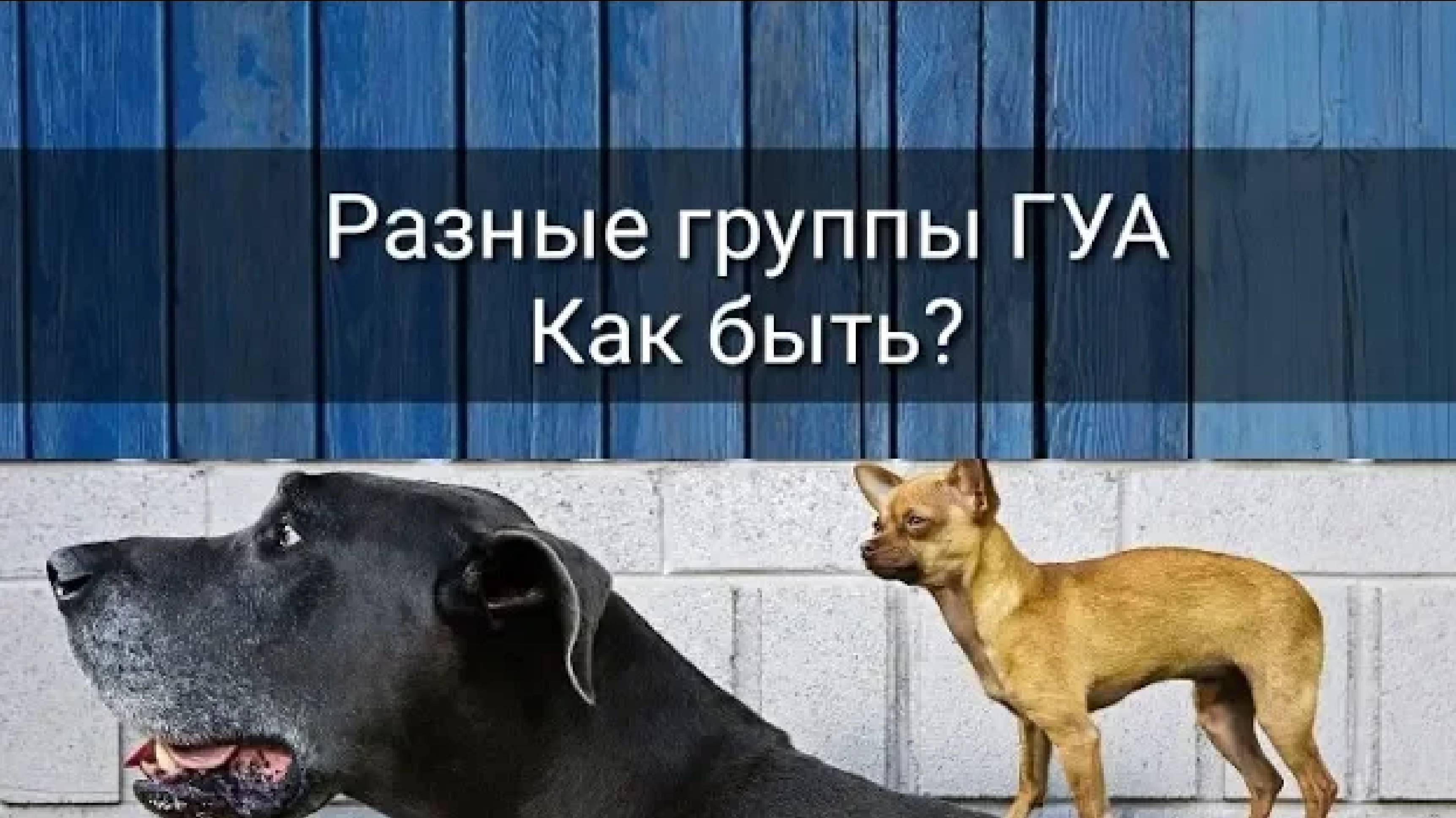РАЗНЫЕ ГРУППЫ ГУА. КАК БЫТЬ?