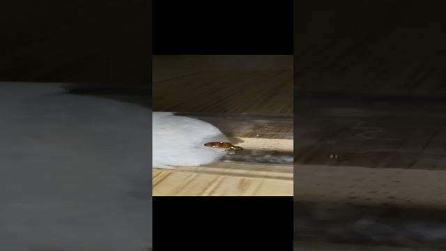 муравьиная матка соленопсис фугакс ухаживает за яйцами