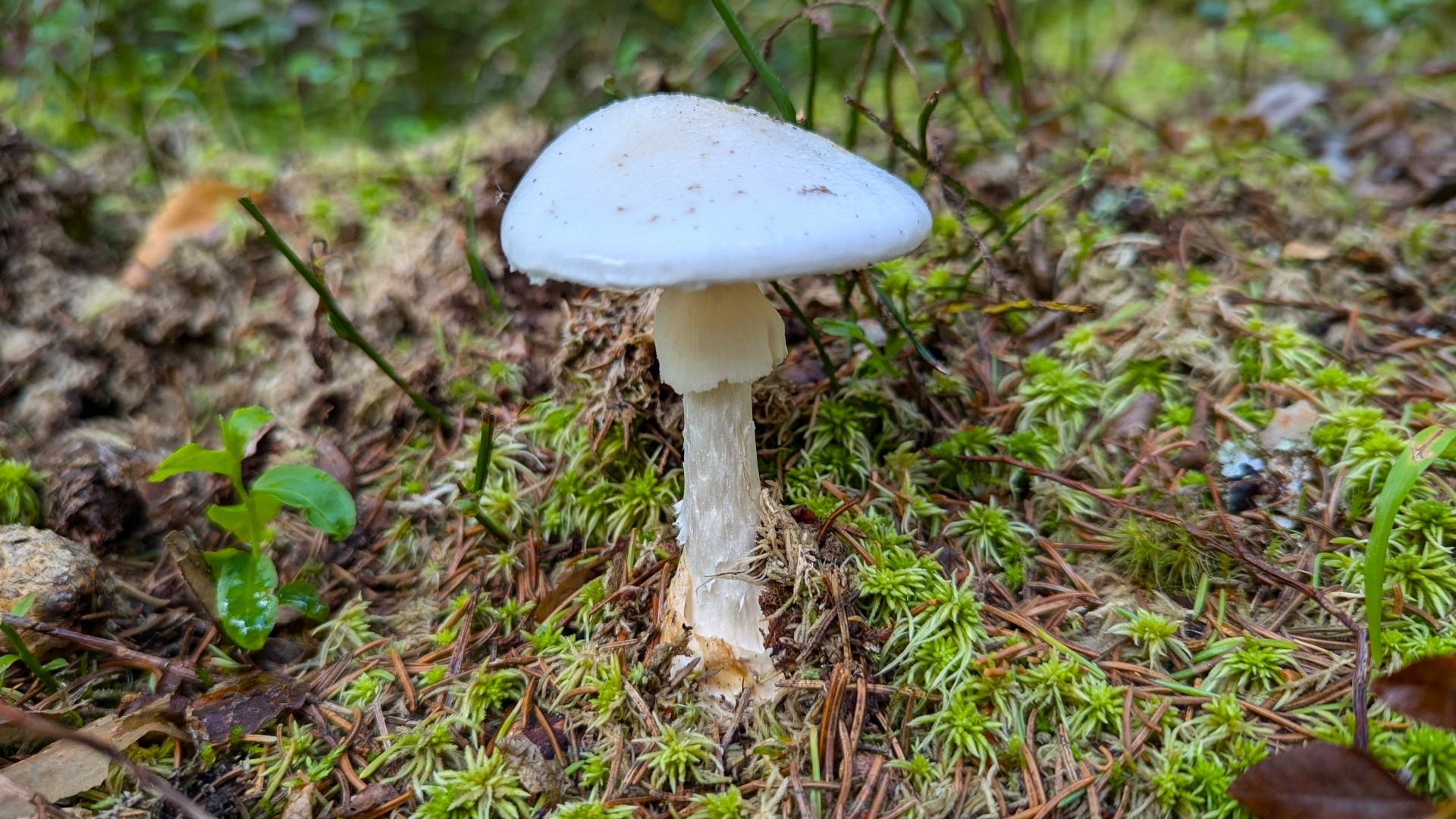 Мухомор вонючий (Amanita virosa). Как выглядит гриб на месте произрастания.