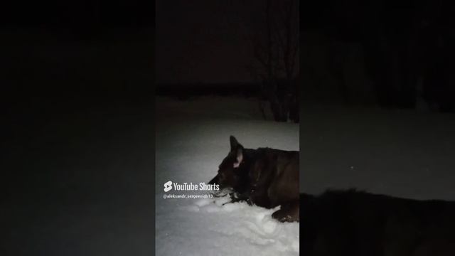 Собака набегалась и ест снег