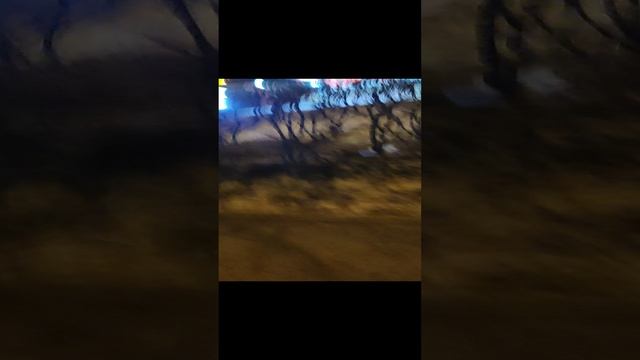 Светящиеся мишки едут по городу!