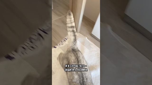 Почему котики спят в ногах у человека