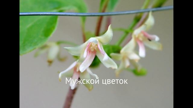 Лимонник. Три секрета хорошего плодоношения. Питомник Садпочтой.рф #садпочтой