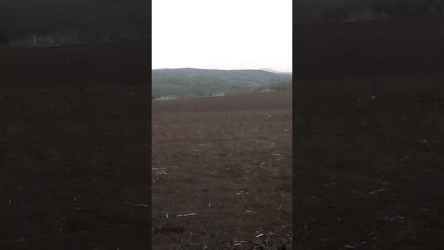 Самый быстрый иноходец
