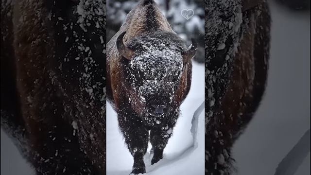 Американский бизон