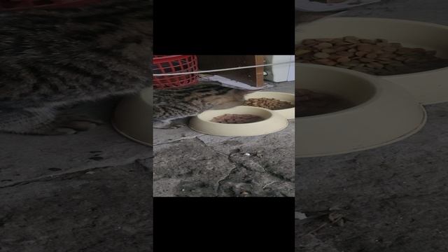 Надо собрать средства на закупку вкусняшек для хвостиков.