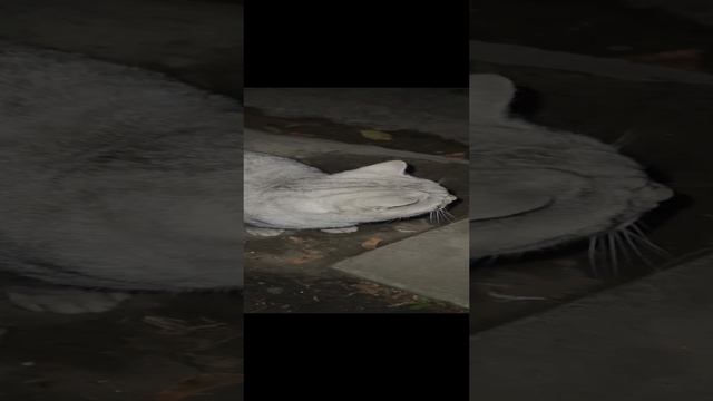 Котик ищет дом