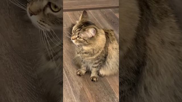 😼😽😸Джина-мама сибирская,папа Майн-кун(кошка у родственников в Рязани)#кошка #лайф #животные🫶❤️😊