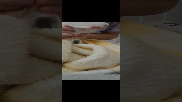Тутс тутс
