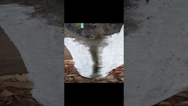 Пытаемся сохранить старые деревья