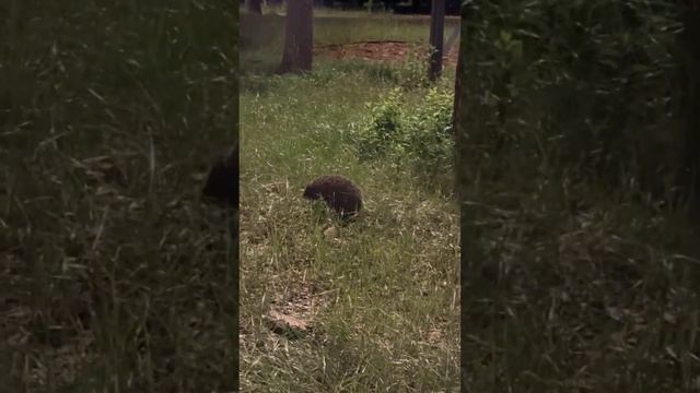 Сегодня по минимуму интеллектуальной нагрузки, просто нарезка , да мне надо куда то ёжика впихнут