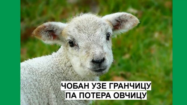 Чобан тера овчице - матрица