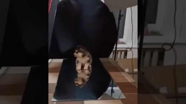 Лучшие щенки сибирский хаски 🐕
Предлагаются к продаже 🏘️
Питомник сибирский хаски Erzulie Freda