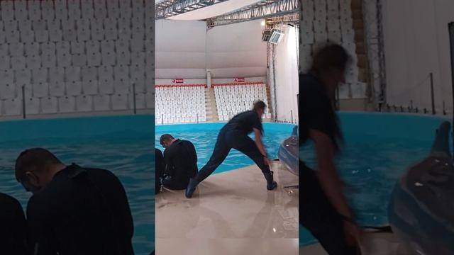 Когда дельфин хочет внимания, делает все что угодно
