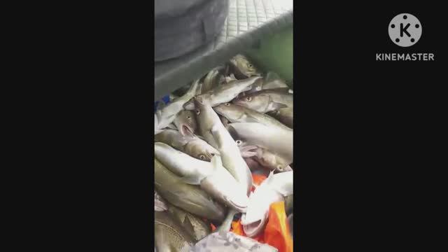 Треска Териберка