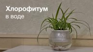 №84. Хлорофитум в воде. Красивая и простая идея выращивания хлорофитума без грунта.